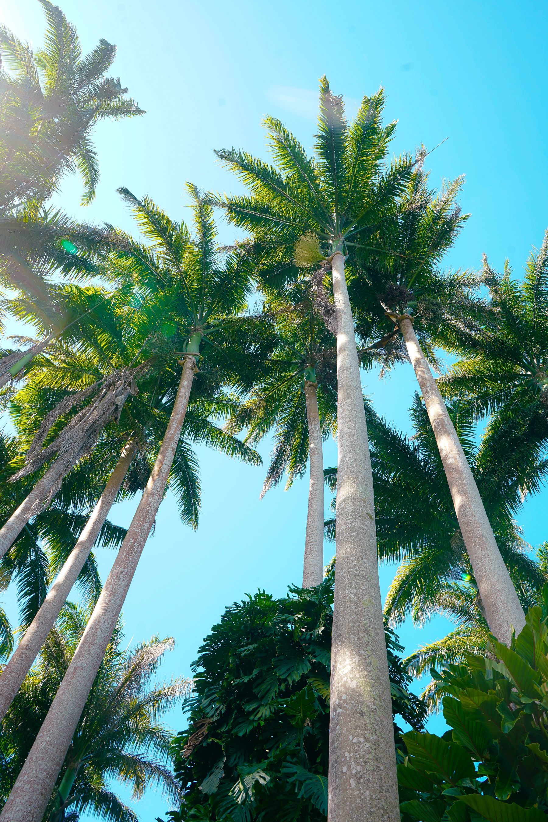 Daytime view representing Barbados